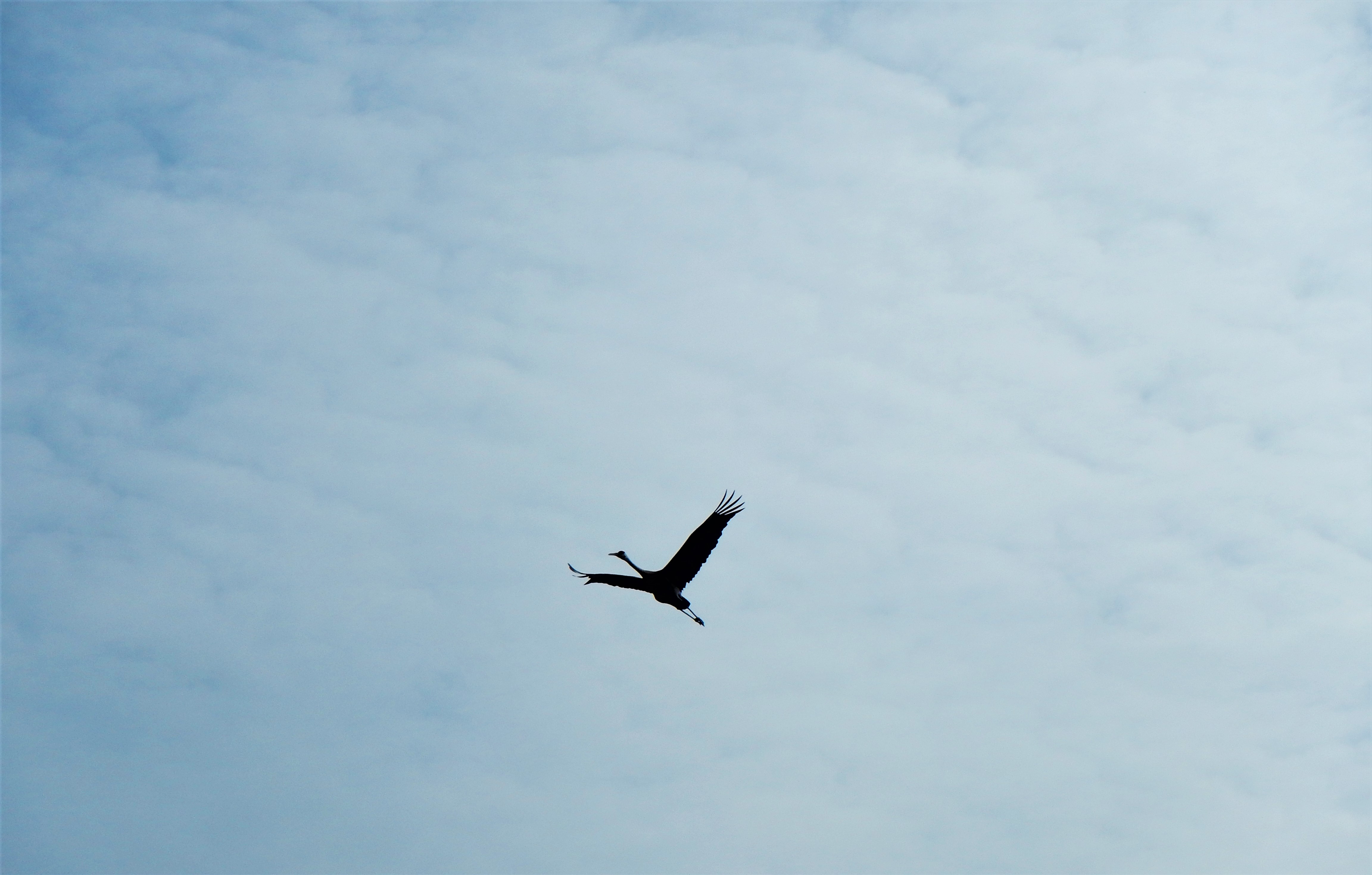 Sandhill Crane in flight