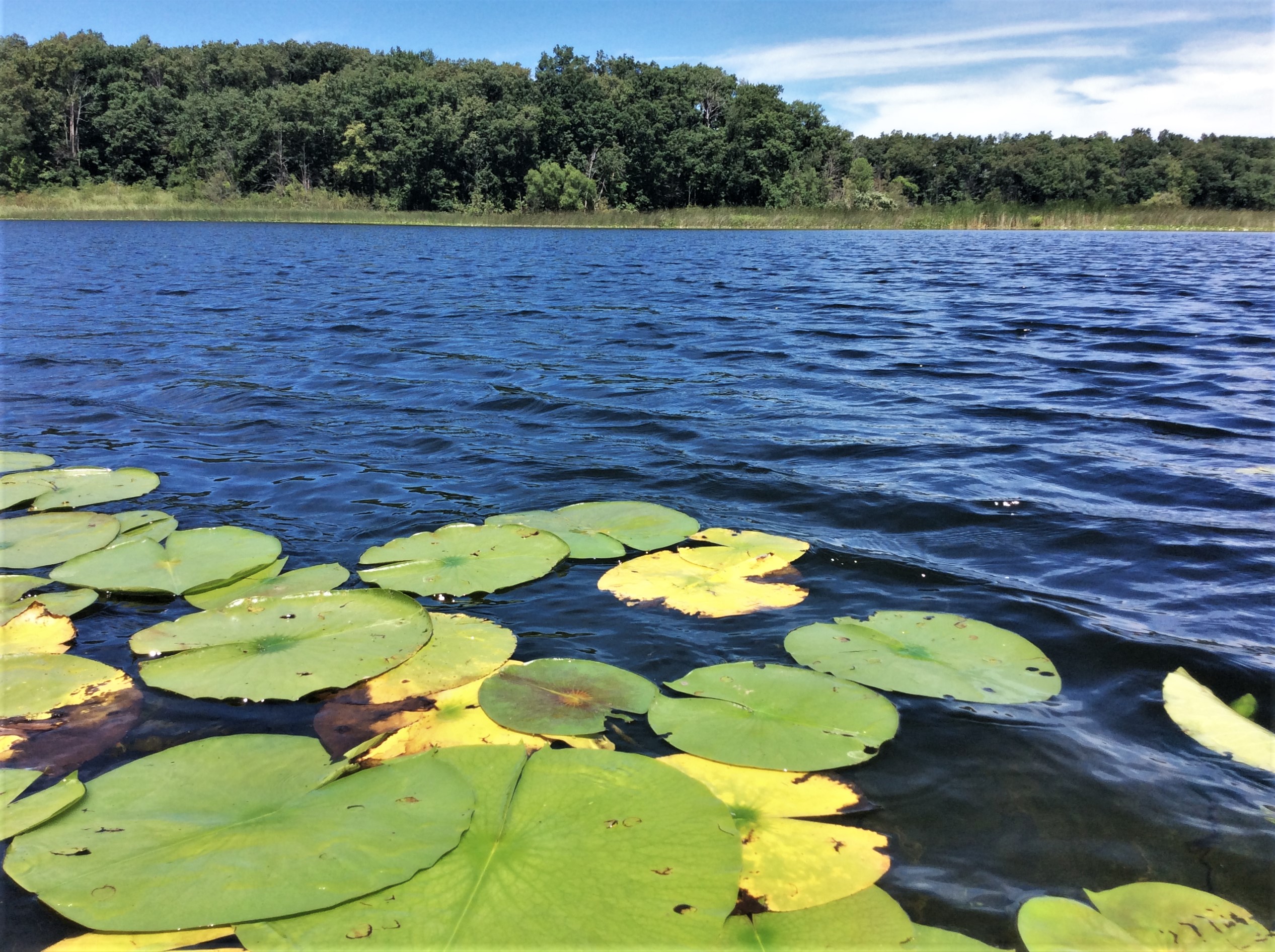 Water Lilies
