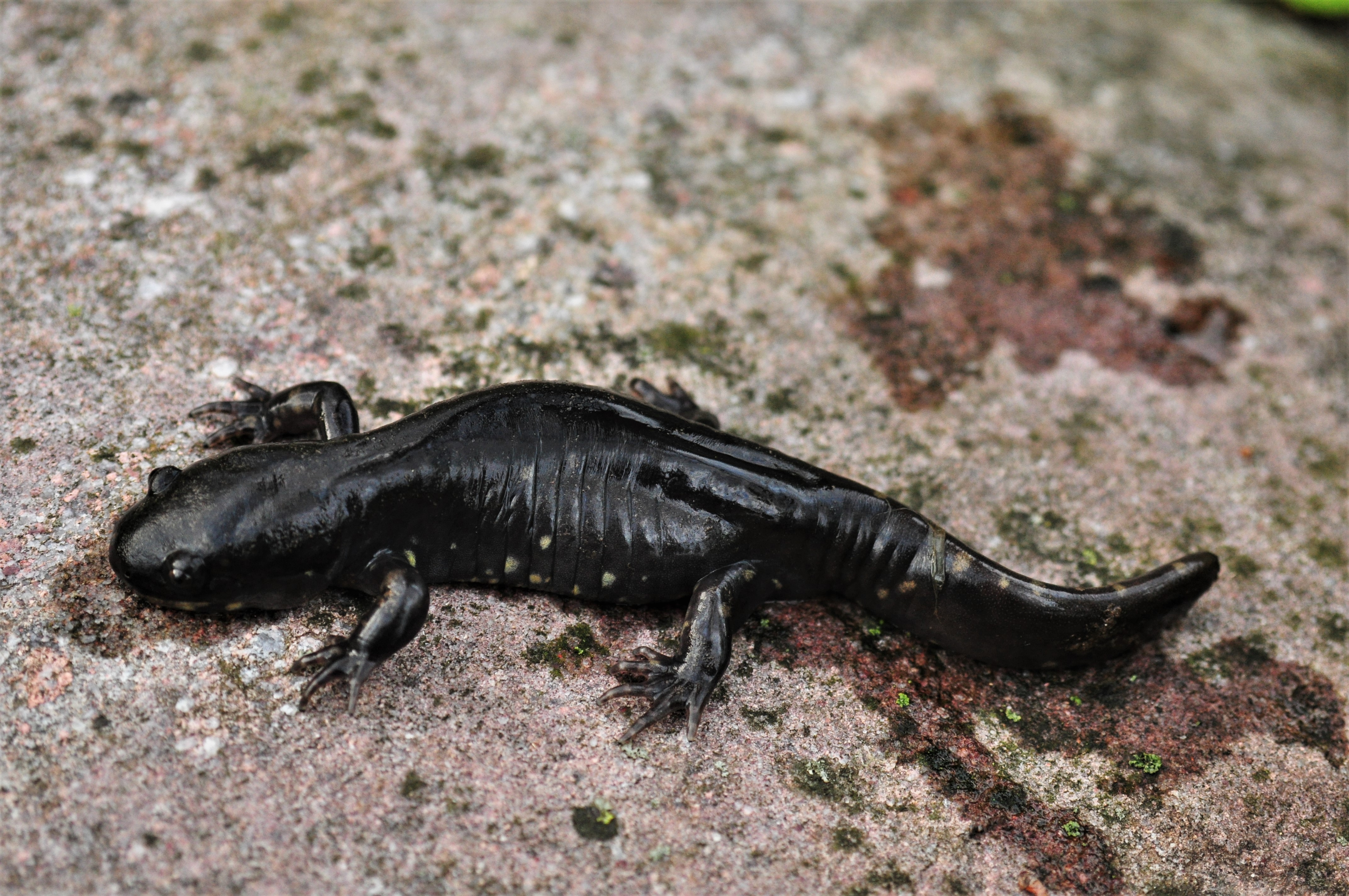 Jefferson Salamander