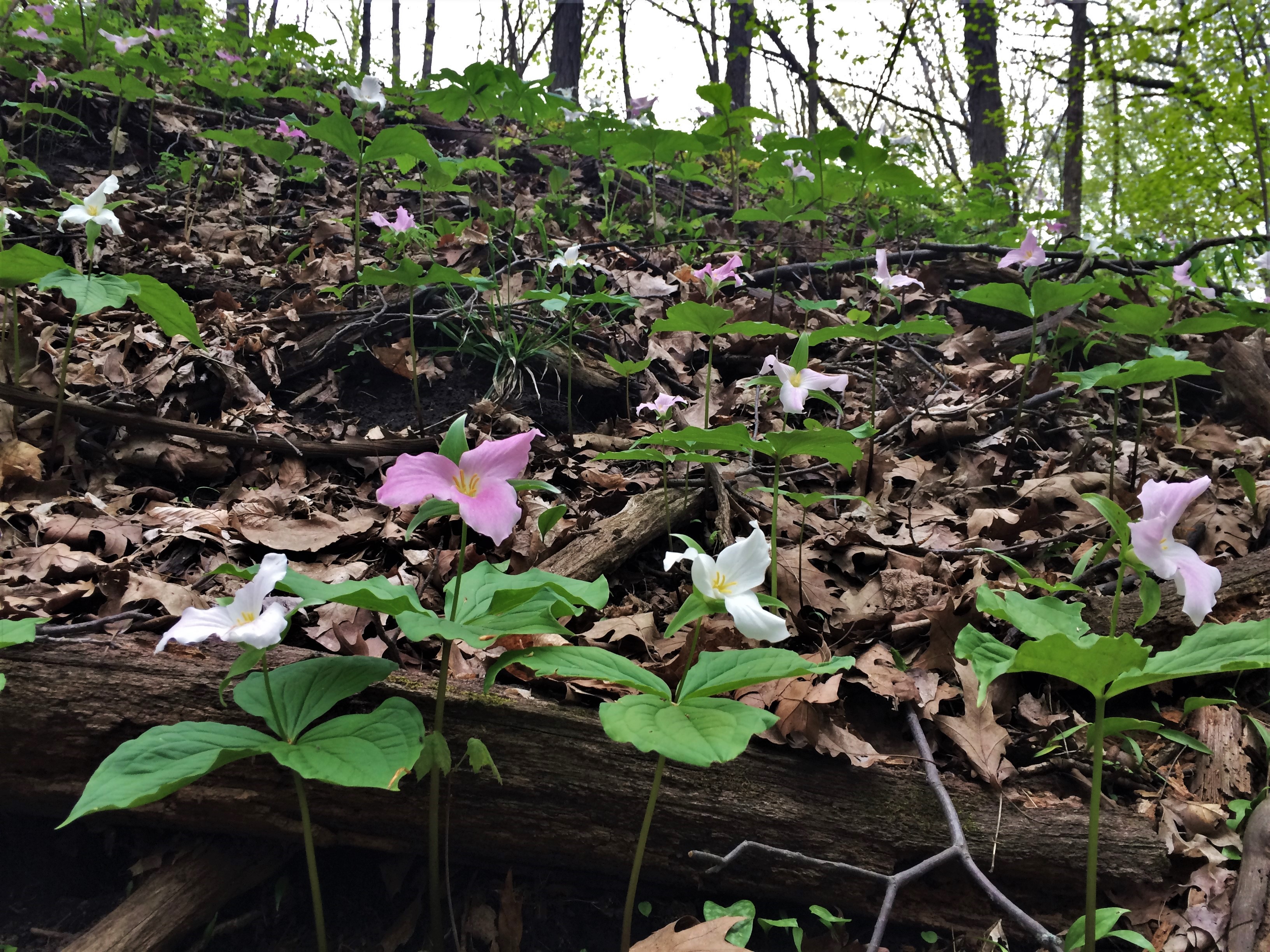 Trillium