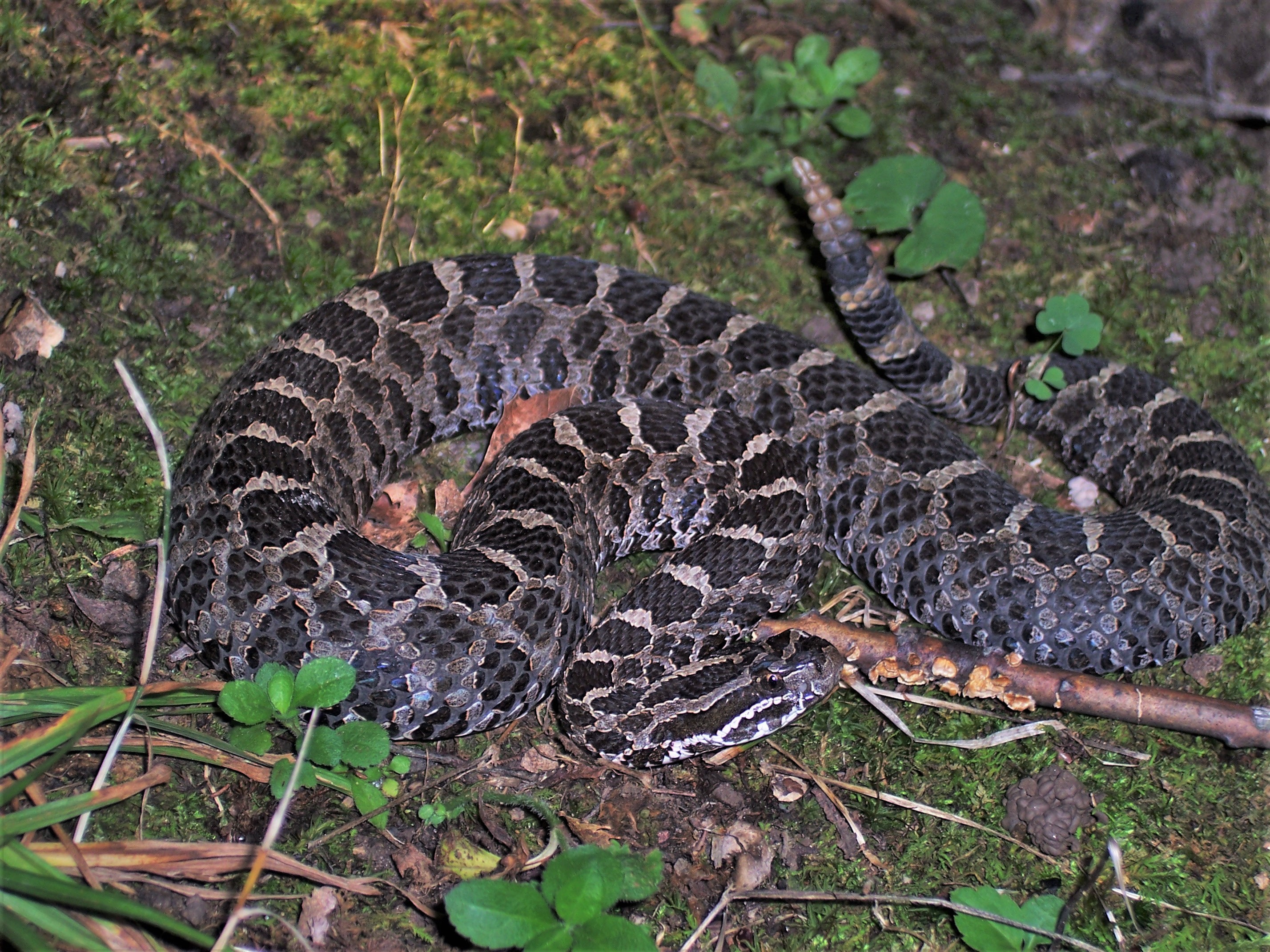 Massasauga Rattlesnake