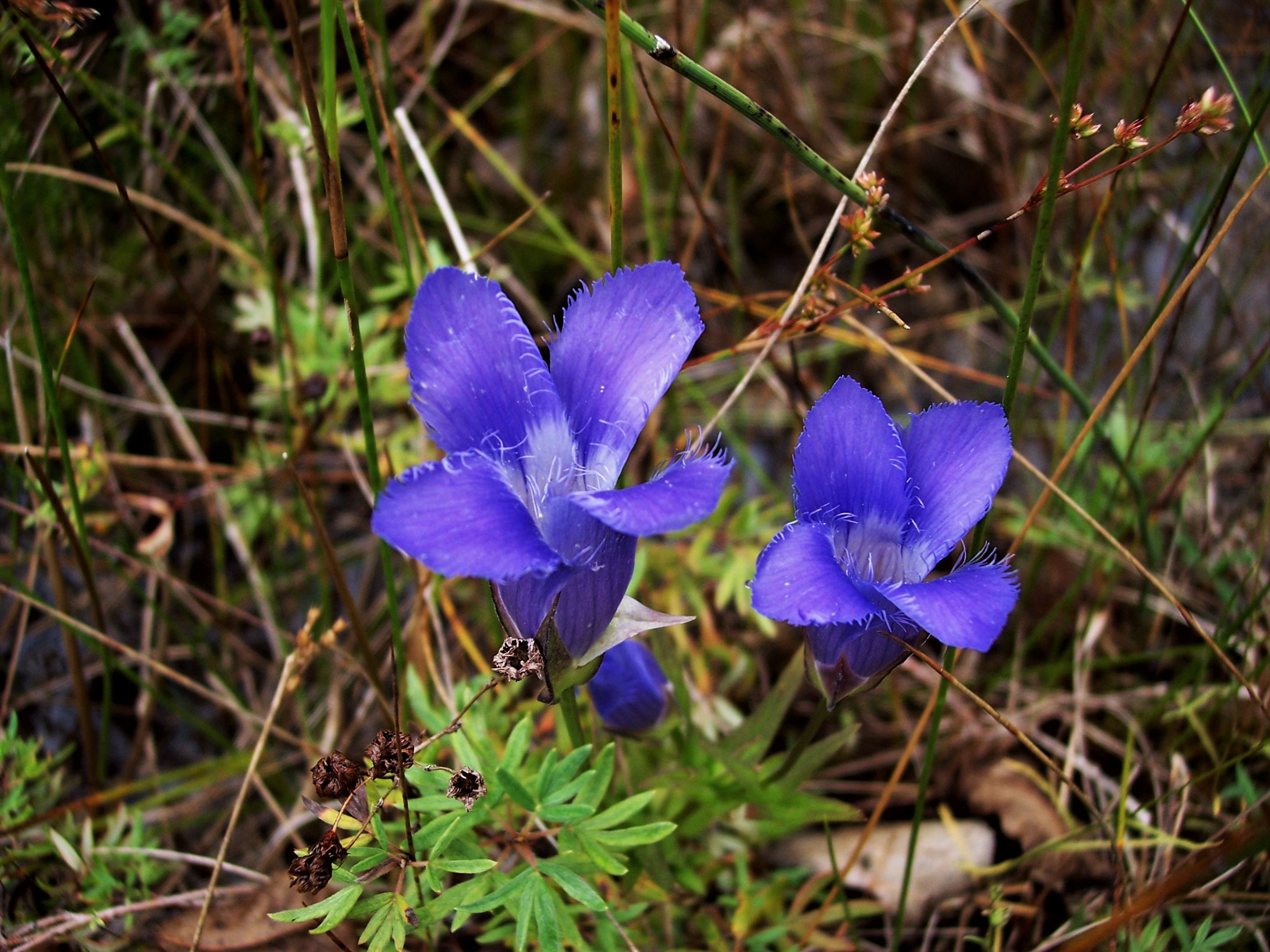 Fringed Gentian